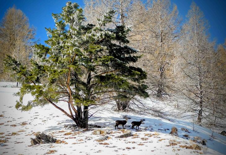 Chamoix et neige La faune et la flore du parc National du Mercantour est exceptionnelle